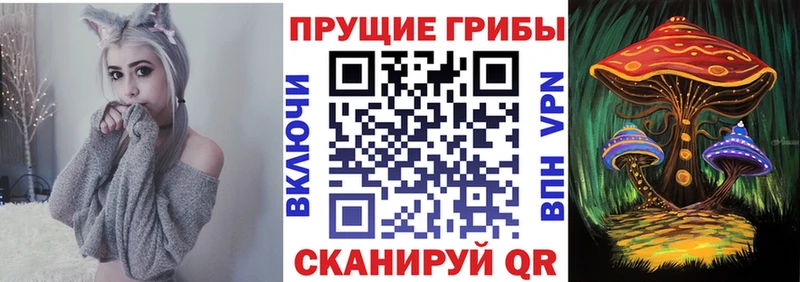 Купить  Болхов  Псилоцибиновые грибы Psilocybe 
